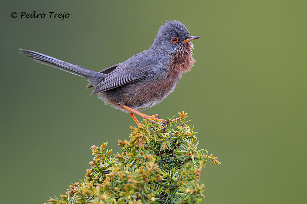 Curruca rabilarga (Sylvia undata)